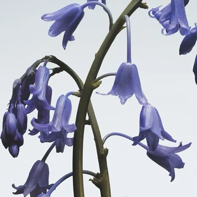 JO MALONE Wild Bluebell Hand Cream 藍風鈴護手霜 30ML - Image 2